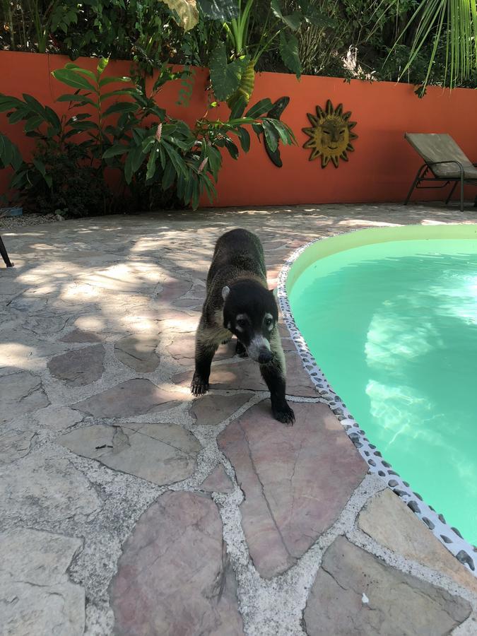 Hotel El Pequeno Gecko Verde Самара Экстерьер фото